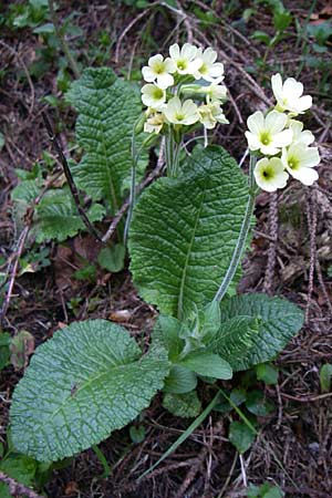 Primula vulgaris \ Stngellose Primel, Kissen-Primel / Primrose, A Menauer Alm 31.5.2008