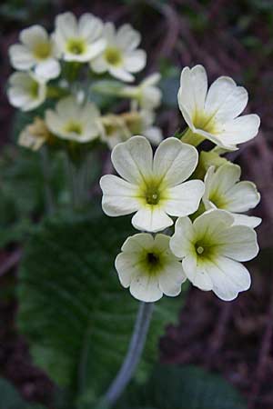 Primula vulgaris \ Stngellose Primel, Kissen-Primel / Primrose, A Menauer Alm 31.5.2008