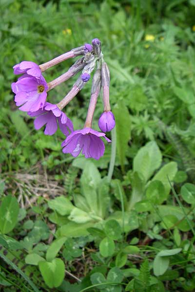 Primula halleri \ Hallers Primel / Haller's Primrose, A Malta - Tal / Valley 7.6.2008