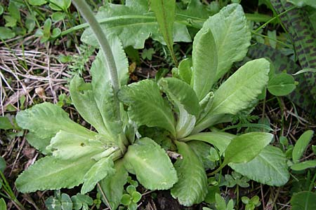 Primula halleri \ Hallers Primel / Haller's Primrose, A Malta - Tal / Valley 7.6.2008
