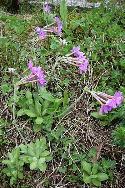 Primula halleri \ Hallers Primel / Haller's Primrose, A Malta - Tal / Valley 7.6.2008