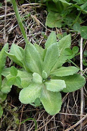 Primula halleri \ Hallers Primel / Haller's Primrose, A Malta - Tal / Valley 7.6.2008