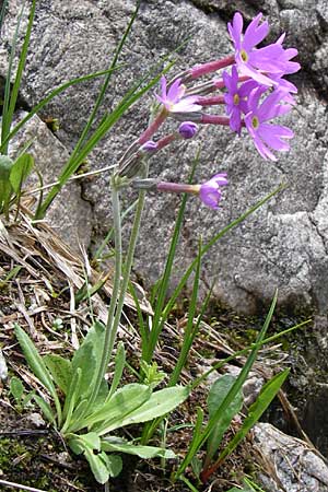 Primula halleri \ Hallers Primel / Haller's Primrose, A Malta - Tal / Valley 7.6.2008