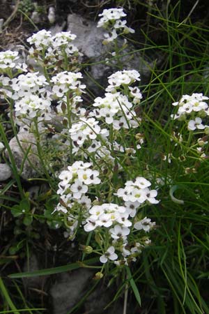 Hornungia alpina \ Alpen-Steinkresse / Pritzelago, A Kärnten/Carinthia, Petzen 2.7.2010