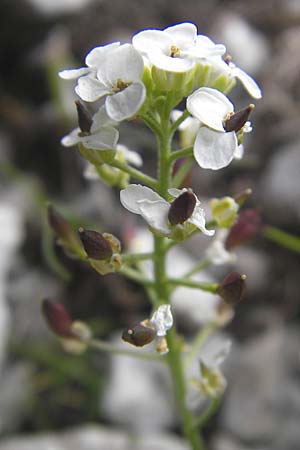 Hornungia alpina \ Alpen-Steinkresse / Pritzelago, A Kärnten/Carinthia, Petzen 2.7.2010