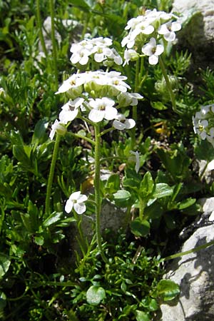 Hornungia alpina \ Alpen-Steinkresse / Pritzelago, A Dachstein 20.7.2010