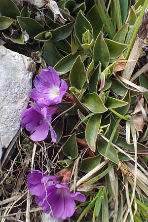 Primula wulfeniana \ Wulfen-Primel / Wulfen's Primrose, A K&auml;rnten/Carinthia, Hochobir 19.5.2016