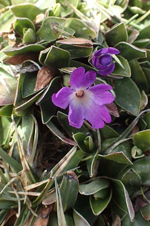 Primula wulfeniana \ Wulfen-Primel / Wulfen's Primrose, A K&auml;rnten/Carinthia, Hochobir 19.5.2016