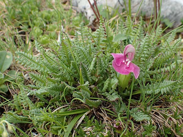 Pedicularis rostratocapitata \ Kopfiges Lusekraut, Geschnbeltes Lusekraut / Beaked Lousewort, A Trenchtling 3.7.2019
