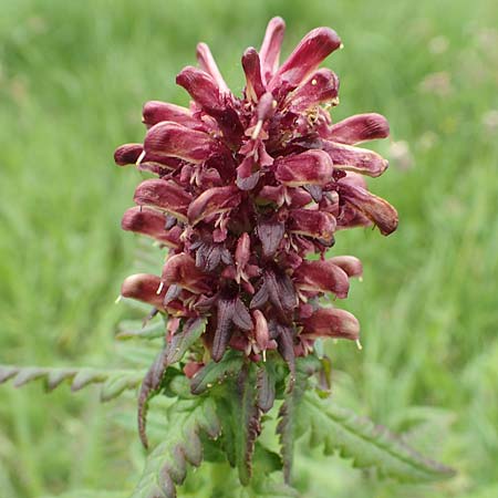 Pedicularis recutita \ Gestutztes Lusekraut / Beakless Red Lousewort, A Osttirol, Golzentipp 11.7.2019