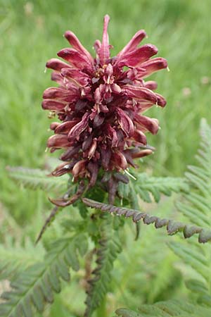 Pedicularis recutita \ Gestutztes Lusekraut / Beakless Red Lousewort, A Osttirol, Golzentipp 11.7.2019