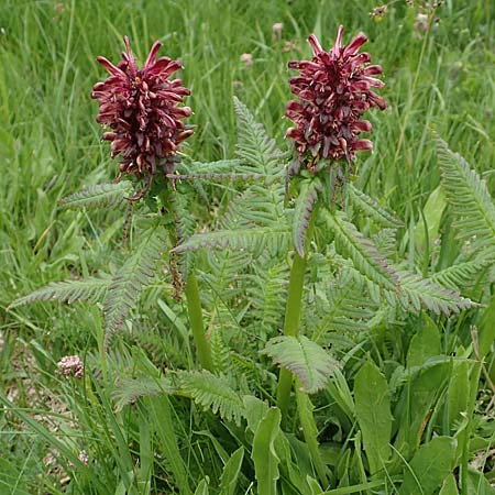 Pedicularis recutita \ Gestutztes Lusekraut / Beakless Red Lousewort, A Osttirol, Golzentipp 11.7.2019