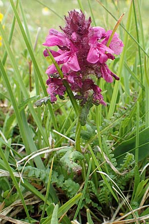 Pedicularis verticillata \ Quirlblttriges Lusekraut / Verticillate Lousewort, A Schneealpe 30.6.2020