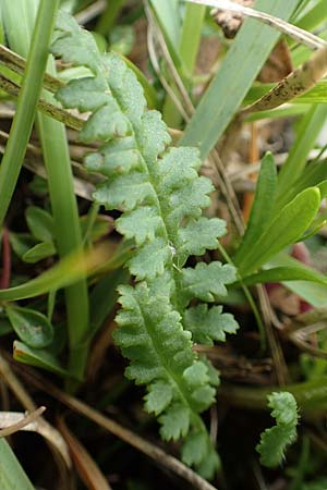 Pedicularis verticillata \ Quirlblttriges Lusekraut / Verticillate Lousewort, A Schneealpe 30.6.2020
