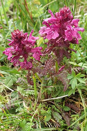 Pedicularis verticillata \ Quirlblttriges Lusekraut / Verticillate Lousewort, A Schneealpe 30.6.2020