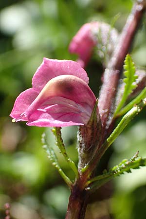 Pedicularis rostratospicata subsp. rostratospicata \ hren-Lusekraut, Fleischrotes Lusekraut / Flesh Pink Lousewort, A Lawinenstein 5.7.2020
