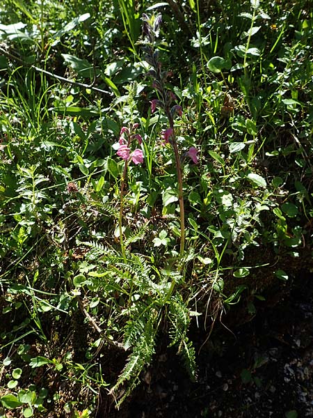 Pedicularis rostratospicata subsp. rostratospicata \ hren-Lusekraut, Fleischrotes Lusekraut / Flesh Pink Lousewort, A Lawinenstein 5.7.2020