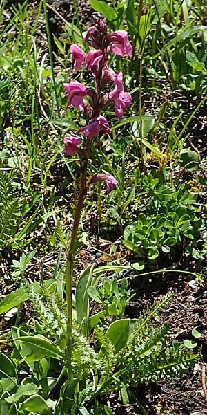 Pedicularis rostratospicata subsp. rostratospicata \ hren-Lusekraut, Fleischrotes Lusekraut / Flesh Pink Lousewort, A Lawinenstein 5.7.2020