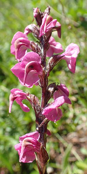 Pedicularis rostratospicata subsp. rostratospicata \ hren-Lusekraut, Fleischrotes Lusekraut / Flesh Pink Lousewort, A Lawinenstein 5.7.2020