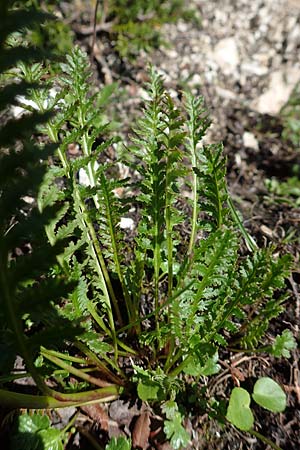 Pedicularis rostratospicata subsp. rostratospicata \ hren-Lusekraut, Fleischrotes Lusekraut / Flesh Pink Lousewort, A Lawinenstein 5.7.2020