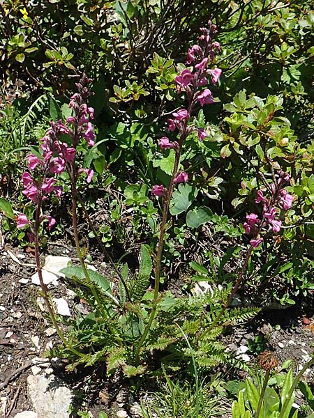Pedicularis rostratospicata subsp. rostratospicata \ hren-Lusekraut, Fleischrotes Lusekraut / Flesh Pink Lousewort, A Lawinenstein 5.7.2020