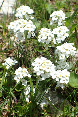 Hornungia alpina \ Alpen-Steinkresse / Pritzelago, A Lawinenstein 5.7.2020