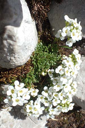 Hornungia alpina \ Alpen-Steinkresse / Pritzelago, A Dachstein 10.7.2020