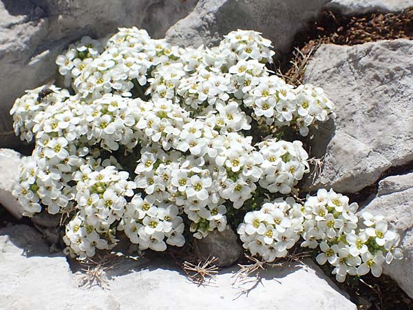 Hornungia alpina \ Alpen-Steinkresse / Pritzelago, A Dachstein 10.7.2020