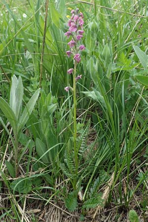 Pedicularis rostratospicata subsp. rostratospicata \ hren-Lusekraut, Fleischrotes Lusekraut / Flesh Pink Lousewort, A Pusterwald, Eiskar 29.6.2021