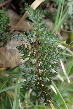 Pedicularis rostratocapitata \ Kopfiges Lusekraut, Geschnbeltes Lusekraut / Beaked Lousewort, A Eisenerzer Reichenstein 28.7.2021