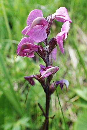 Pedicularis rostratospicata subsp. rostratospicata \ hren-Lusekraut, Fleischrotes Lusekraut / Flesh Pink Lousewort, A Wölzer Tauern, Hohenwart 29.7.2021