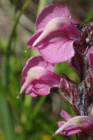 Pedicularis rostratospicata subsp. rostratospicata \ hren-Lusekraut, Fleischrotes Lusekraut / Flesh Pink Lousewort, A Wölzer Tauern, Hohenwart 29.7.2021