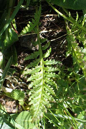 Pedicularis rostratospicata subsp. rostratospicata \ hren-Lusekraut, Fleischrotes Lusekraut / Flesh Pink Lousewort, A Wölzer Tauern, Hohenwart 29.7.2021