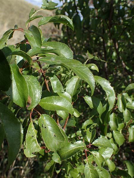 Rhamnus cathartica \ Purgier-Kreuzdorn, Echter Kreuzdorn / Buckthorn, A Perchtoldsdorf 22.9.2022