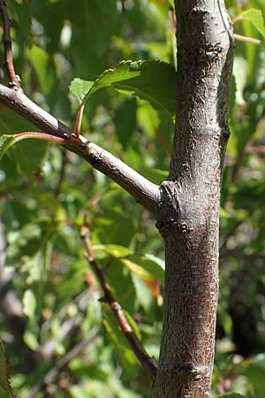 Rhamnus cathartica \ Purgier-Kreuzdorn, Echter Kreuzdorn / Buckthorn, A Perchtoldsdorf 22.9.2022