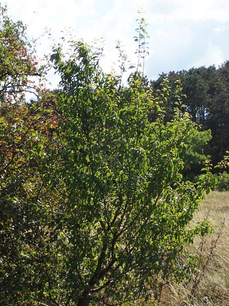 Rhamnus cathartica \ Purgier-Kreuzdorn, Echter Kreuzdorn / Buckthorn, A Perchtoldsdorf 22.9.2022