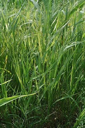 Panicum barbipulvinatum \ Ufer-Rispen-Hirse / Riparian Millet, A Seewinkel, Podersdorf 11.7.2023