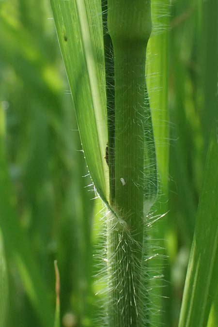Panicum barbipulvinatum \ Ufer-Rispen-Hirse / Riparian Millet, A Seewinkel, Podersdorf 11.7.2023