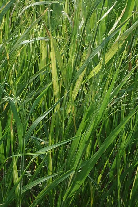 Panicum barbipulvinatum \ Ufer-Rispen-Hirse / Riparian Millet, A Seewinkel, Podersdorf 11.7.2023