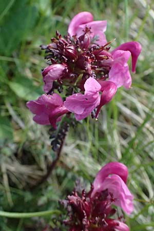 Pedicularis rostratocapitata \ Kopfiges Lusekraut, Geschnbeltes Lusekraut / Beaked Lousewort, A Bad Gastein 29.6.2025
