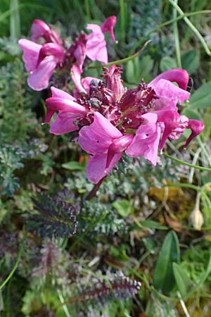 Pedicularis rostratocapitata \ Kopfiges Lusekraut, Geschnbeltes Lusekraut / Beaked Lousewort, A Bad Gastein 29.6.2025