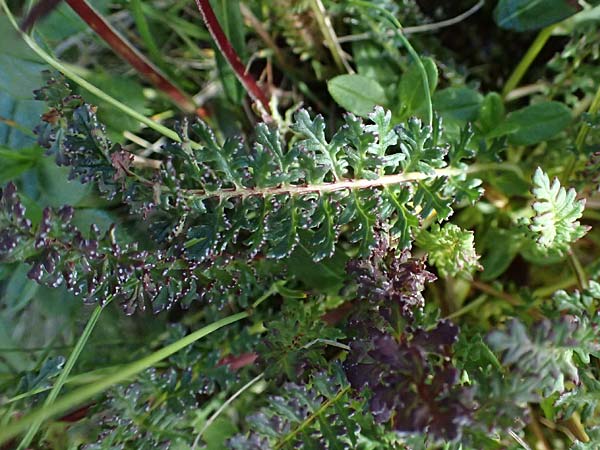 Pedicularis rostratocapitata \ Kopfiges Lusekraut, Geschnbeltes Lusekraut / Beaked Lousewort, A Bad Gastein 29.6.2025