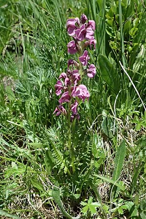 Pedicularis rostratospicata subsp. rostratospicata \ hren-Lusekraut, Fleischrotes Lusekraut / Flesh Pink Lousewort, A Bad Gastein 29.6.2025