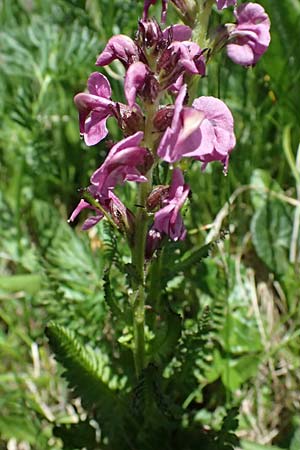 Pedicularis rostratospicata subsp. rostratospicata \ hren-Lusekraut, Fleischrotes Lusekraut / Flesh Pink Lousewort, A Bad Gastein 29.6.2025
