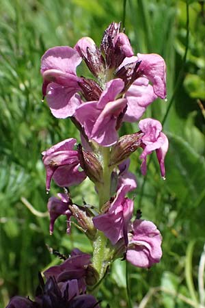 Pedicularis rostratospicata subsp. rostratospicata \ hren-Lusekraut, Fleischrotes Lusekraut / Flesh Pink Lousewort, A Bad Gastein 29.6.2025