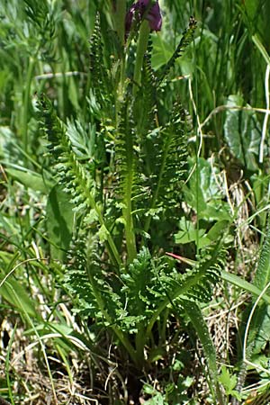 Pedicularis rostratospicata subsp. rostratospicata \ hren-Lusekraut, Fleischrotes Lusekraut / Flesh Pink Lousewort, A Bad Gastein 29.6.2025