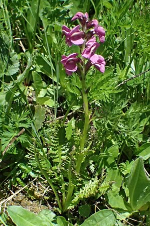 Pedicularis rostratospicata subsp. rostratospicata \ hren-Lusekraut, Fleischrotes Lusekraut / Flesh Pink Lousewort, A Bad Gastein 29.6.2025