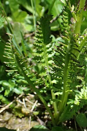 Pedicularis rostratospicata subsp. rostratospicata \ hren-Lusekraut, Fleischrotes Lusekraut / Flesh Pink Lousewort, A Bad Gastein 29.6.2025
