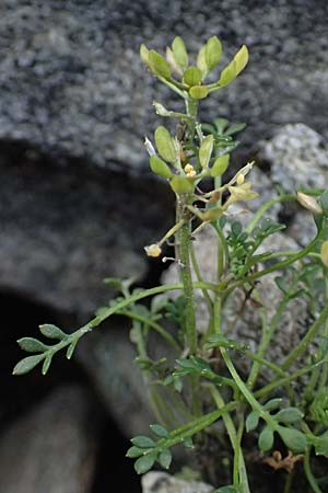 Hornungia alpina \ Alpen-Steinkresse / Pritzelago, A Großglockner 11.8.2025