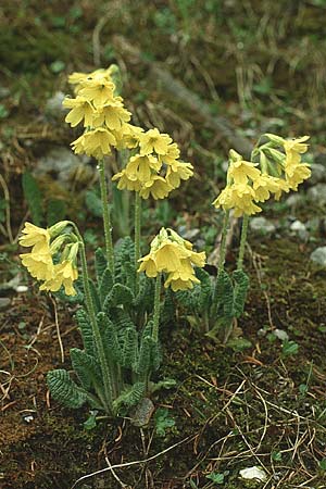 Primula elatior \ Hohe Schlsselblume, Wald-Primel / Ox-lip, A Hahntennjoch 2.6.1988